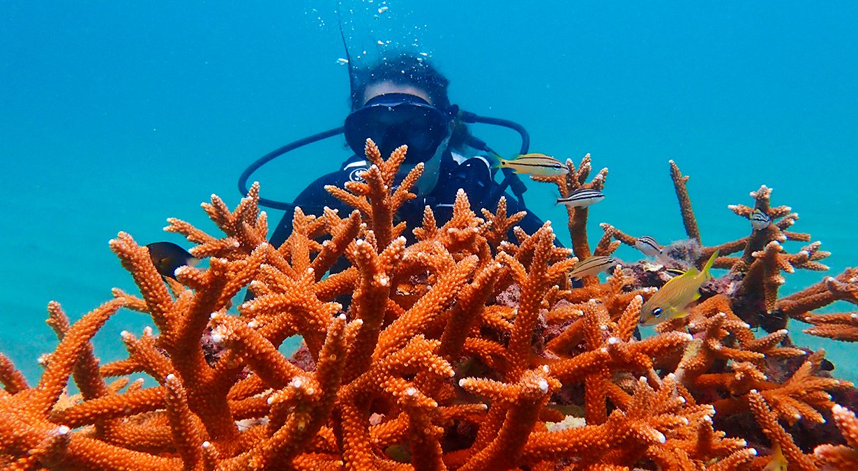 Ocean Cay MSC Marine Reserve, Super Coral Programme | MSC Cruises Ocean Cay MSC Marine Reserve, Super Coral Programme | MSC Cruises